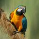 Macaw Schnheit