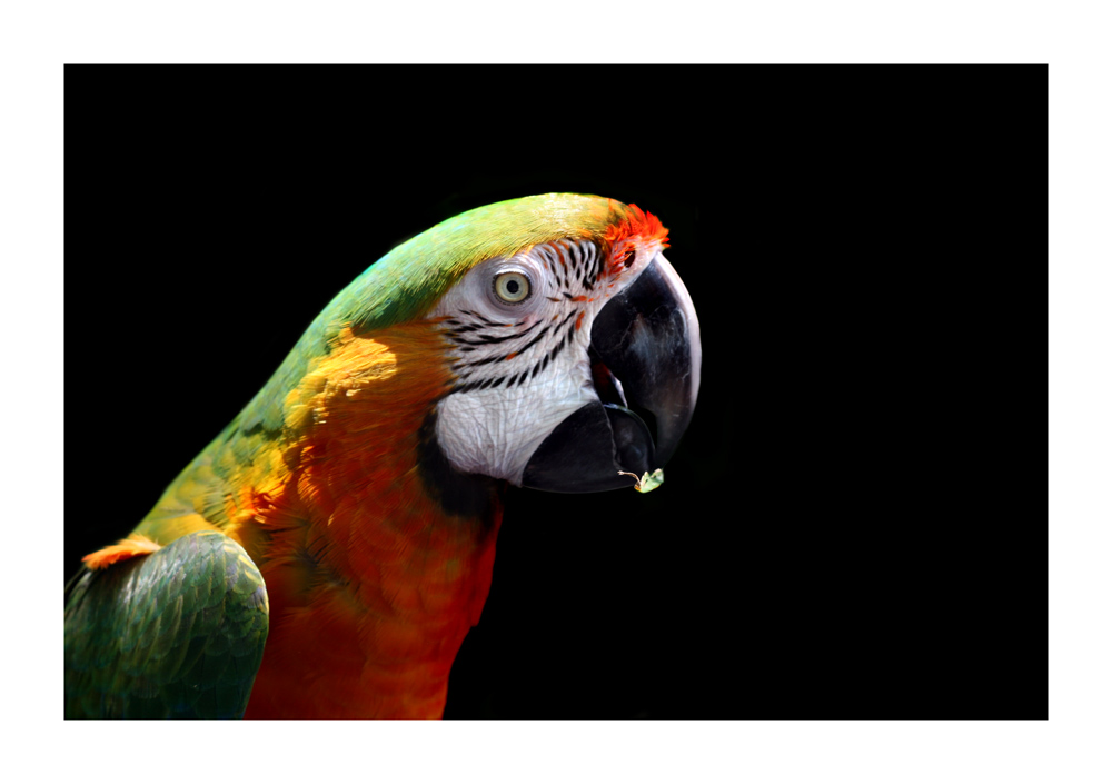 macaw_2