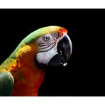 macaw_2