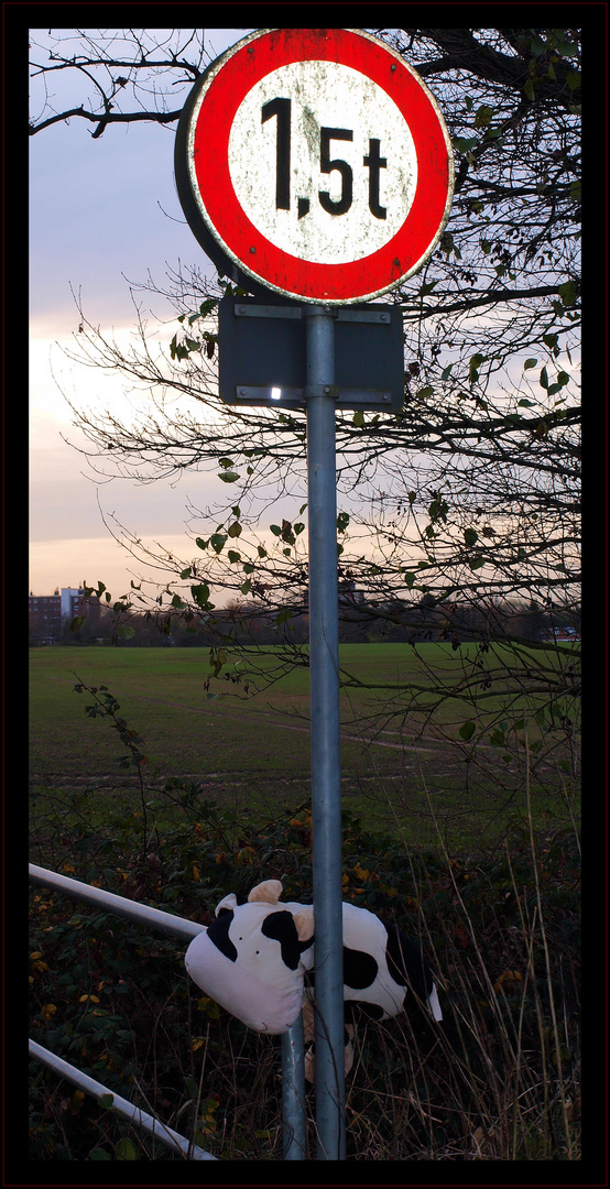 Maccarena weis nicht ob sie zu schwer für die kleine Brücke ist....