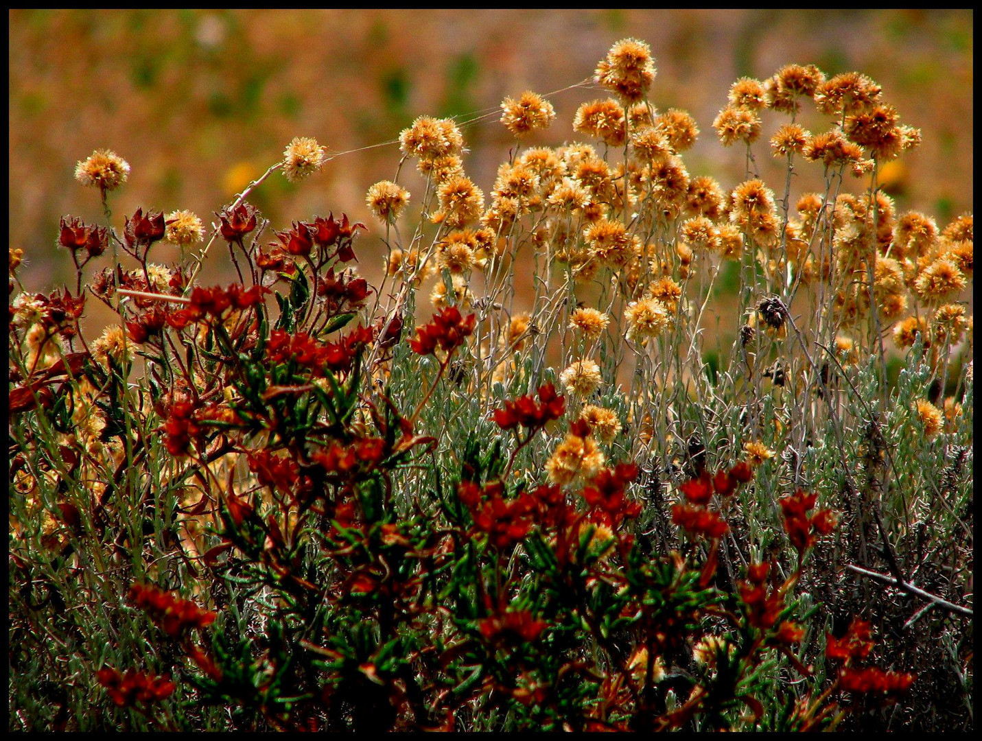 macchia mediterranea