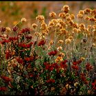 macchia mediterranea