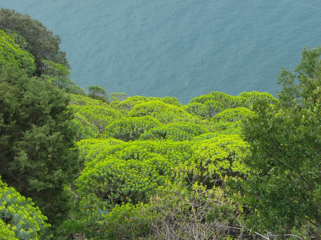 Macchia mediterranea: cespugli di Euforbia arborea a marzo, in Costiera Amalfitana (Atrani).