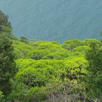 Macchia mediterranea: cespugli di Euforbia arborea a marzo, in Costiera Amalfitana (Atrani).