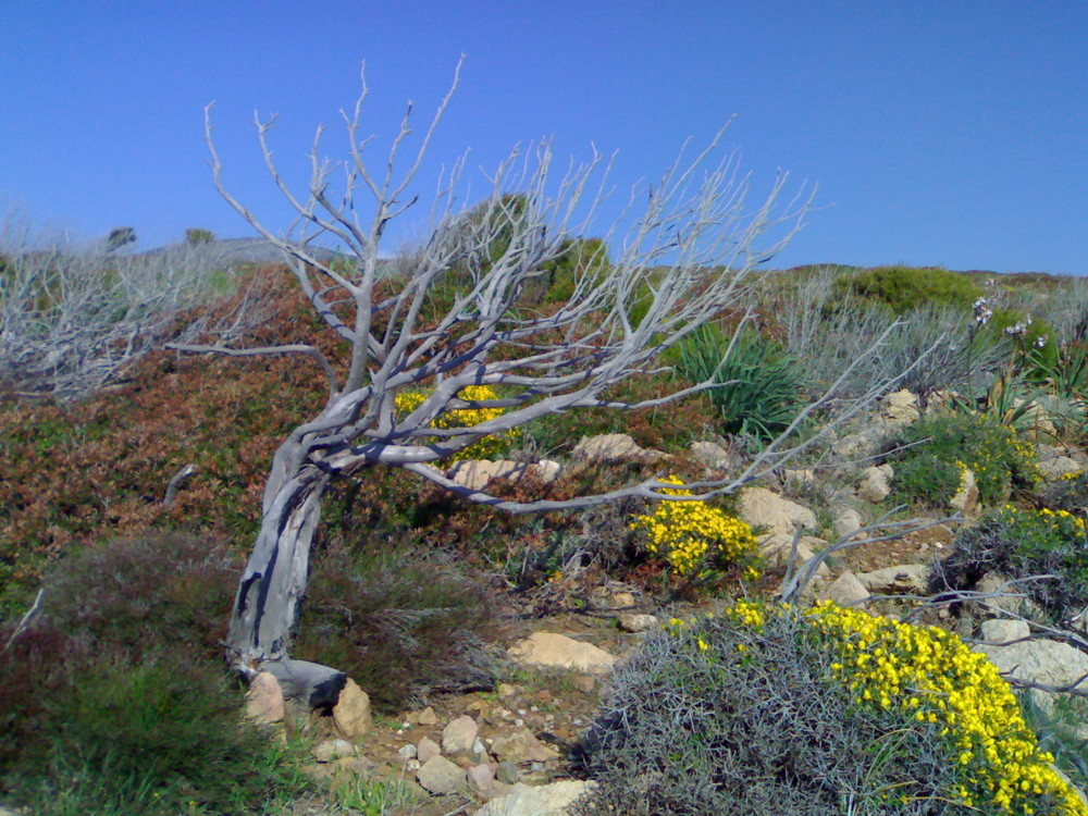 Macchia Mediterranea in Sardegna