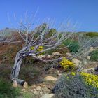 Macchia Mediterranea in Sardegna