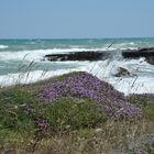 Macchia mediterranea "OSTUNI"