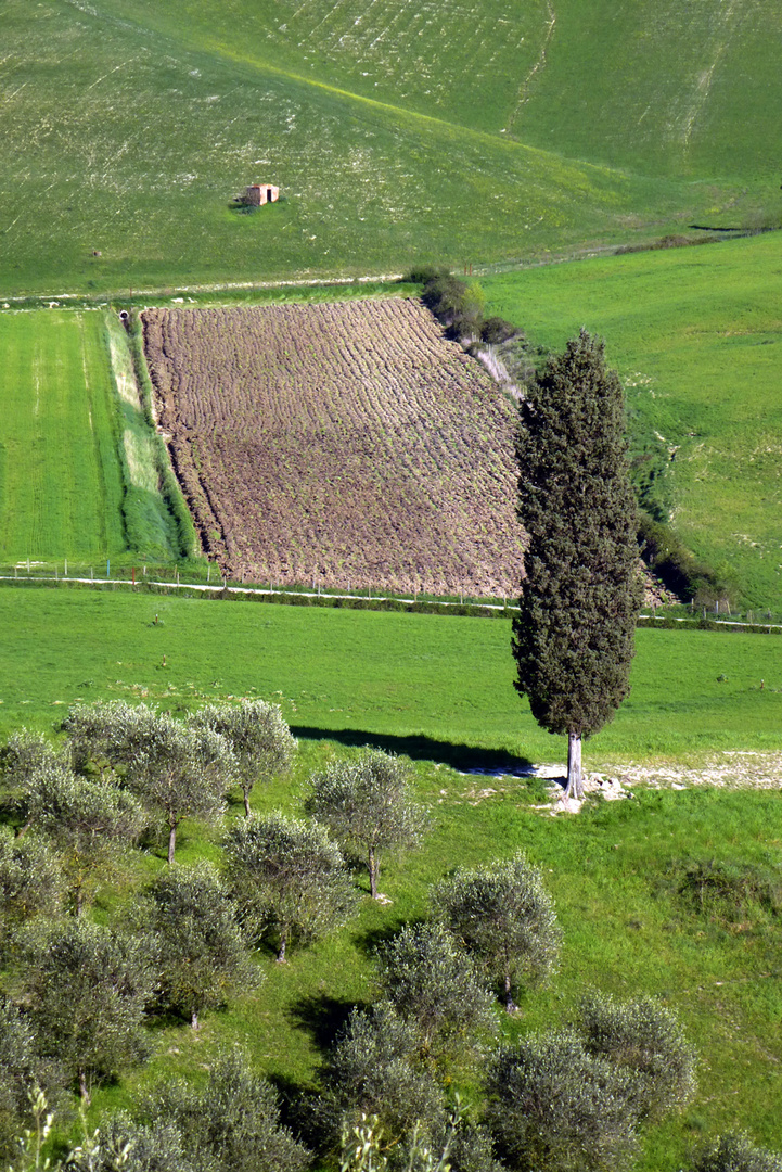 MACCHIE DI CAMPAGNA