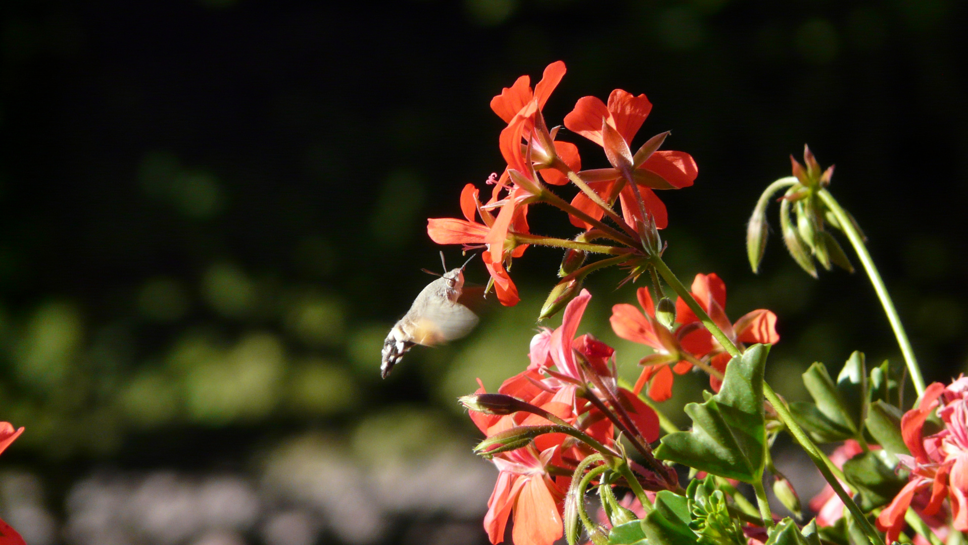 Maccroglossum stellatarum Flugkünstler Meran