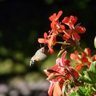 Maccroglossum stellatarum Flugkünstler Meran