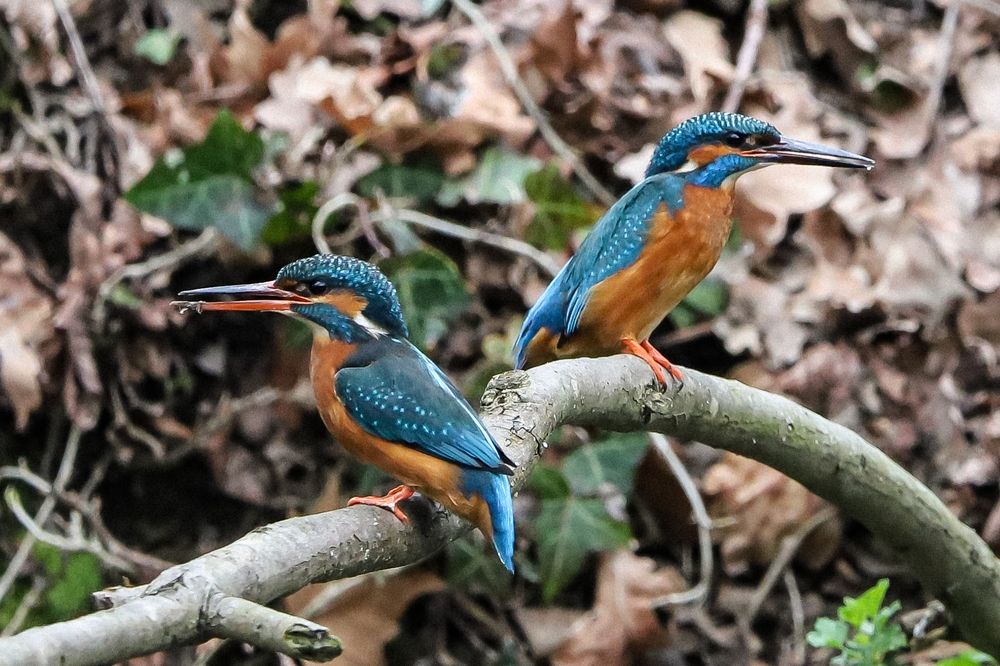 Mach doch was du willst Foto & Bild | fotos, natur, tiere Bilder auf