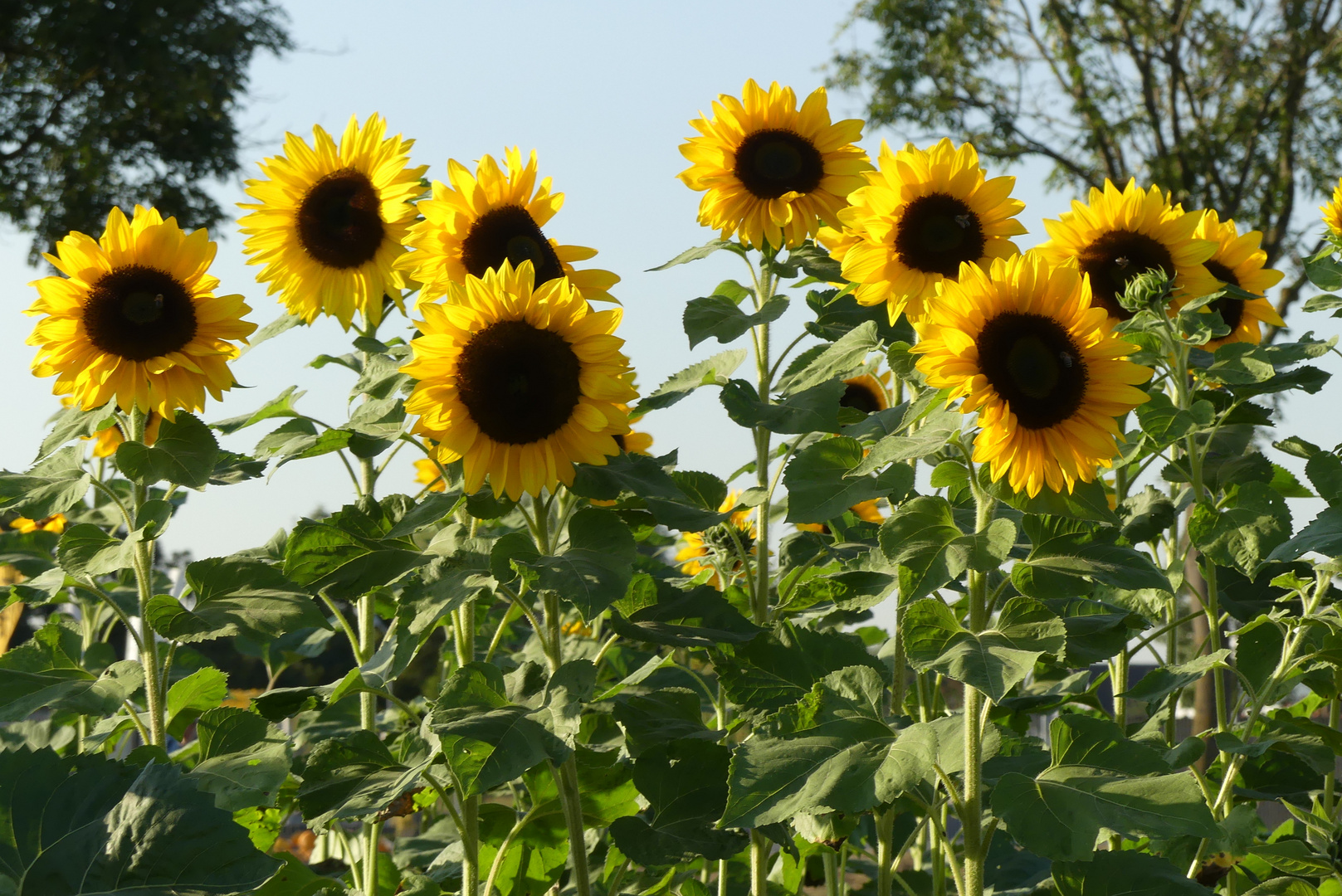 Mach es wie die Sonnenblume...