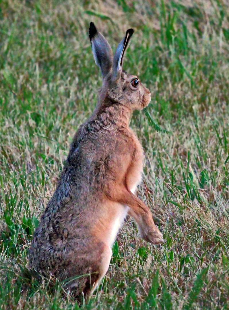 "MACH MÄNNCHEN" (ISO 12800)