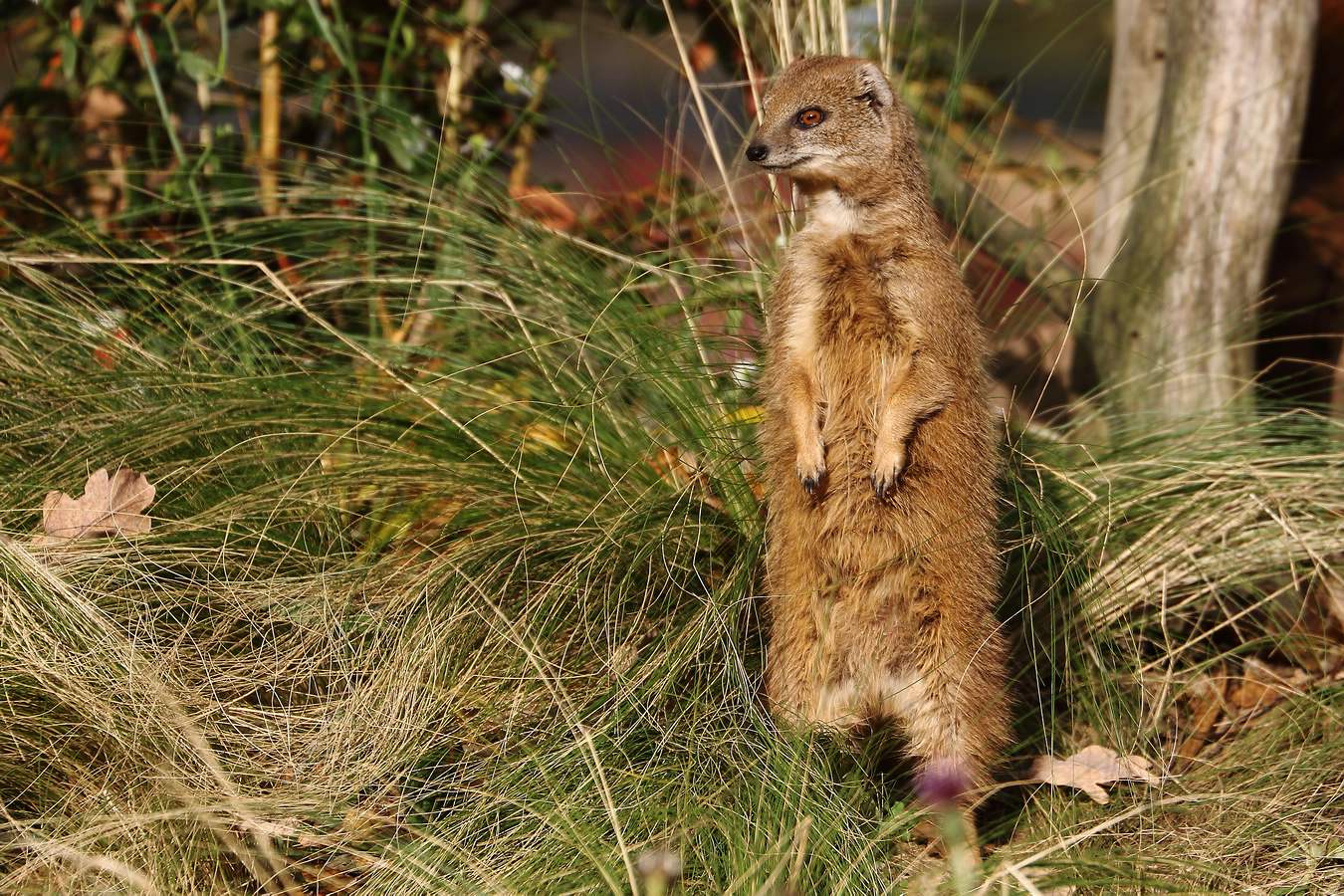 "mach mal auf der Erd, ein Männchen"