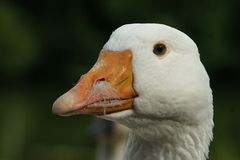 Mach mal die Fusselfeder da weg