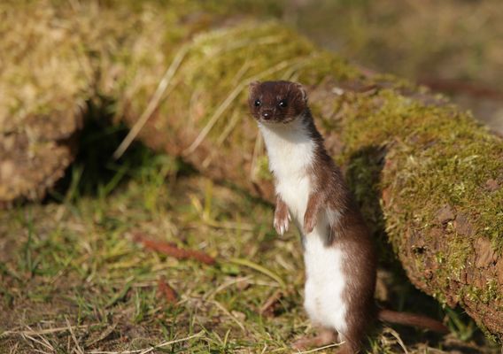 "mach mal männchen".. -hermännchen-