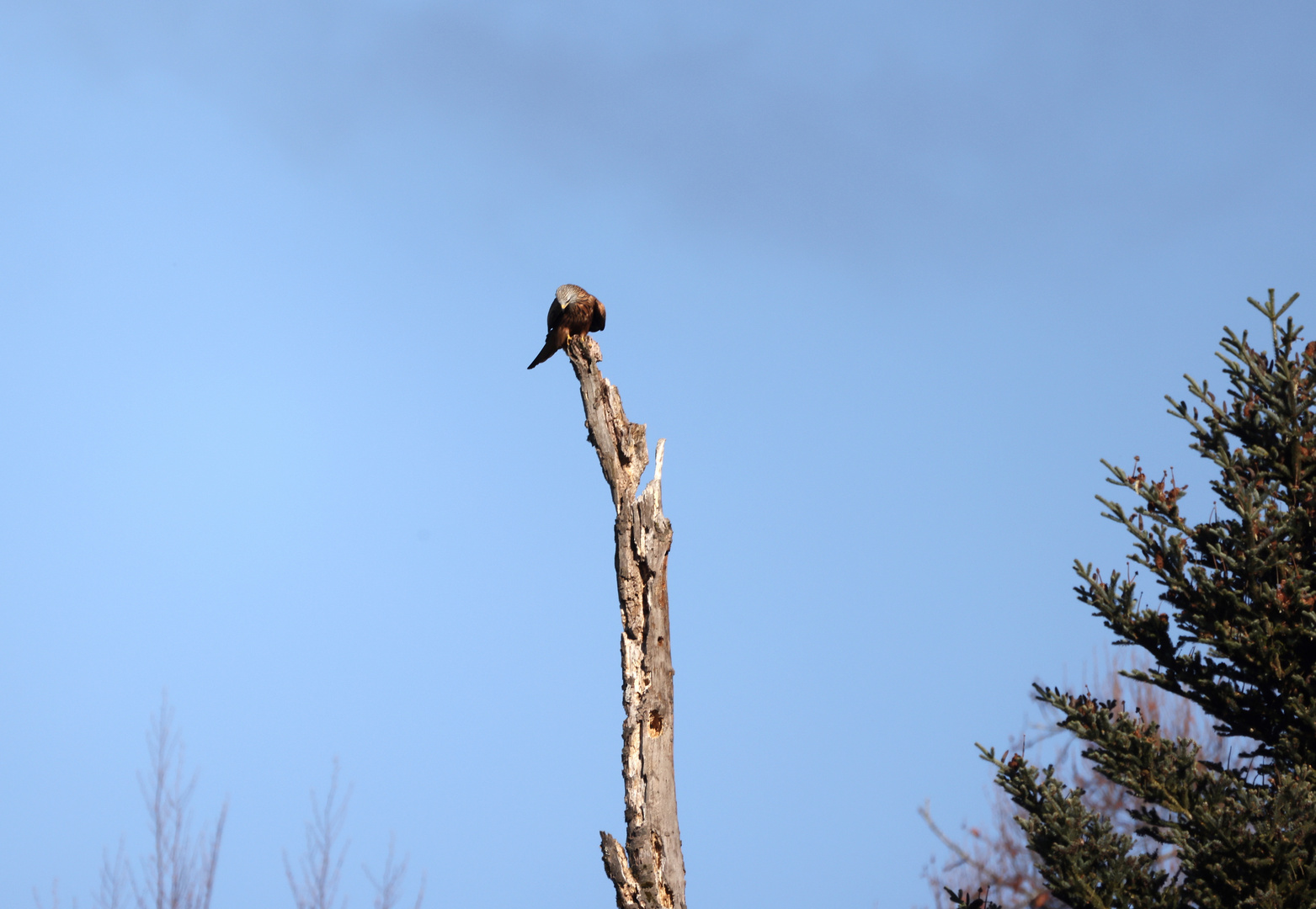 Mach mal Pause Foto &amp; Bild | tiere, wildlife, wild lebende vögel Bilder ...