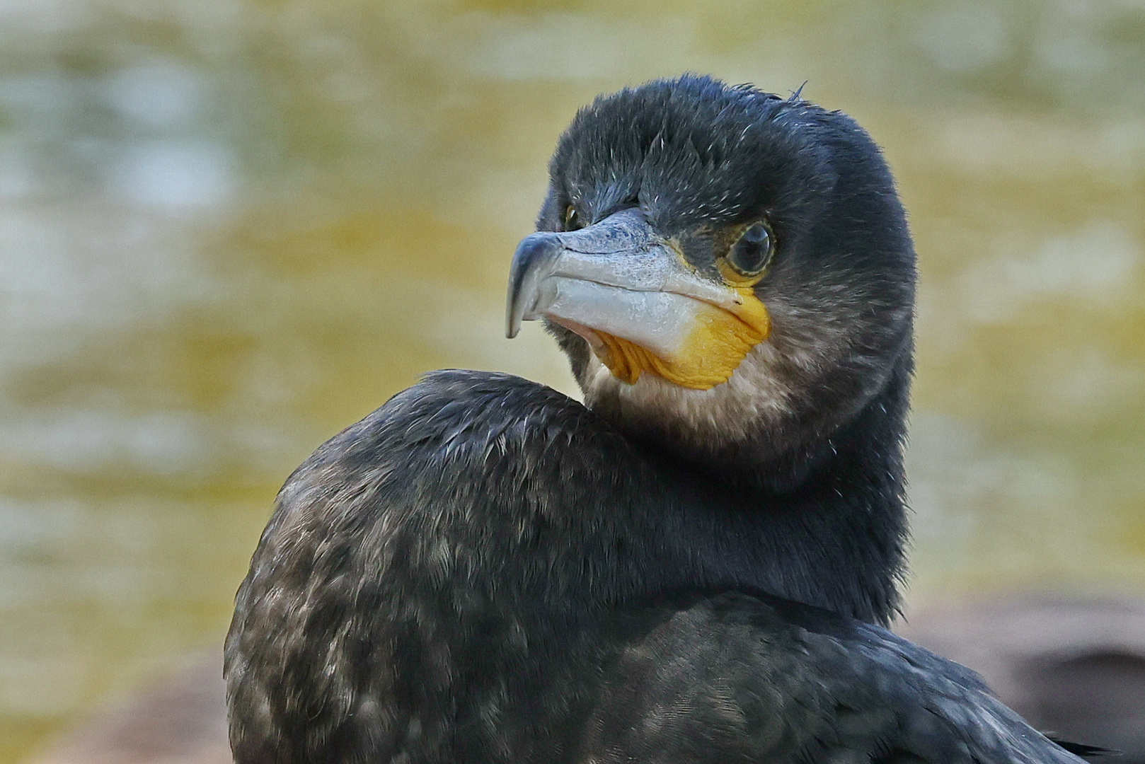 Mach mal Pause... Foto &amp; Bild | natur, tiere, vögel Bilder auf ...