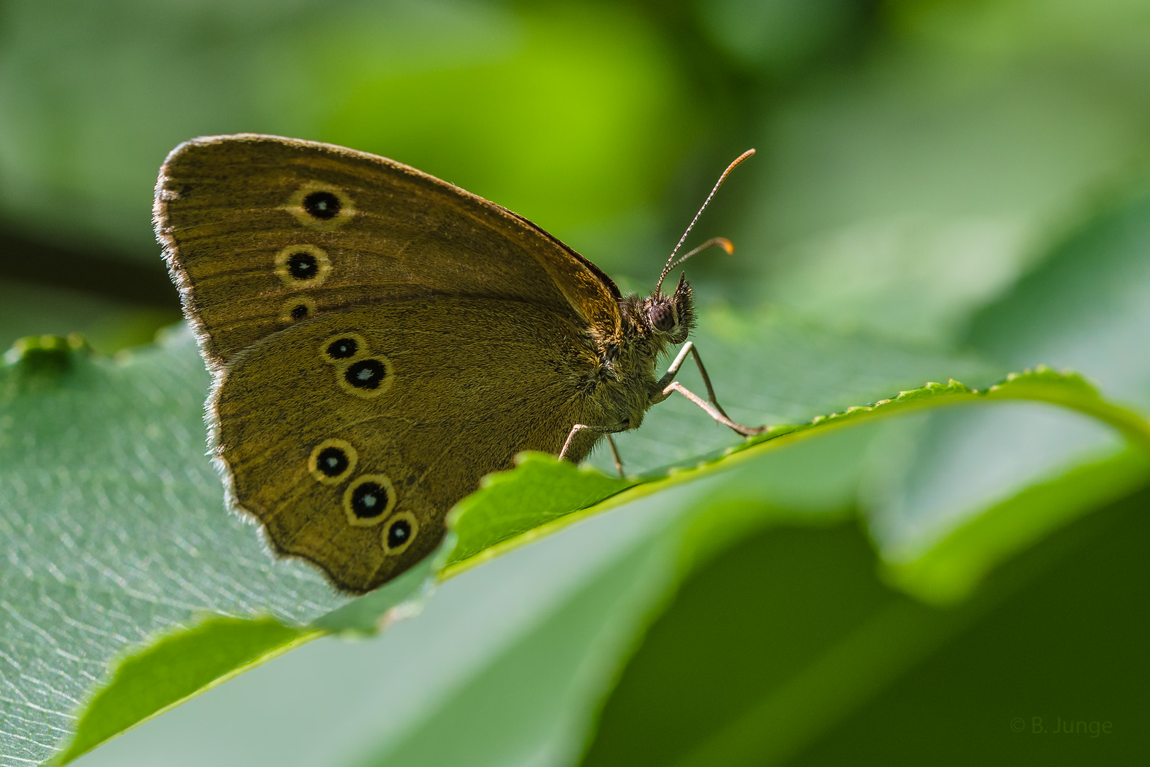 Mach mal Pause Foto &amp; Bild | tiere, wildlife, schmetterlinge Bilder auf ...