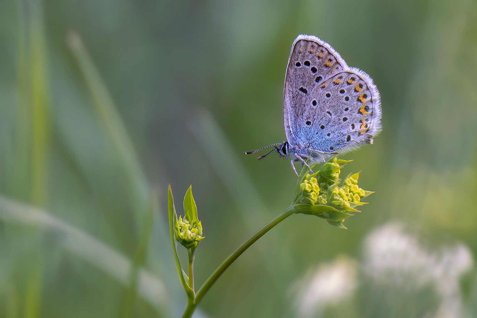 Mach mal Pause Foto &amp; Bild | spezial, natur, insekten Bilder auf ...