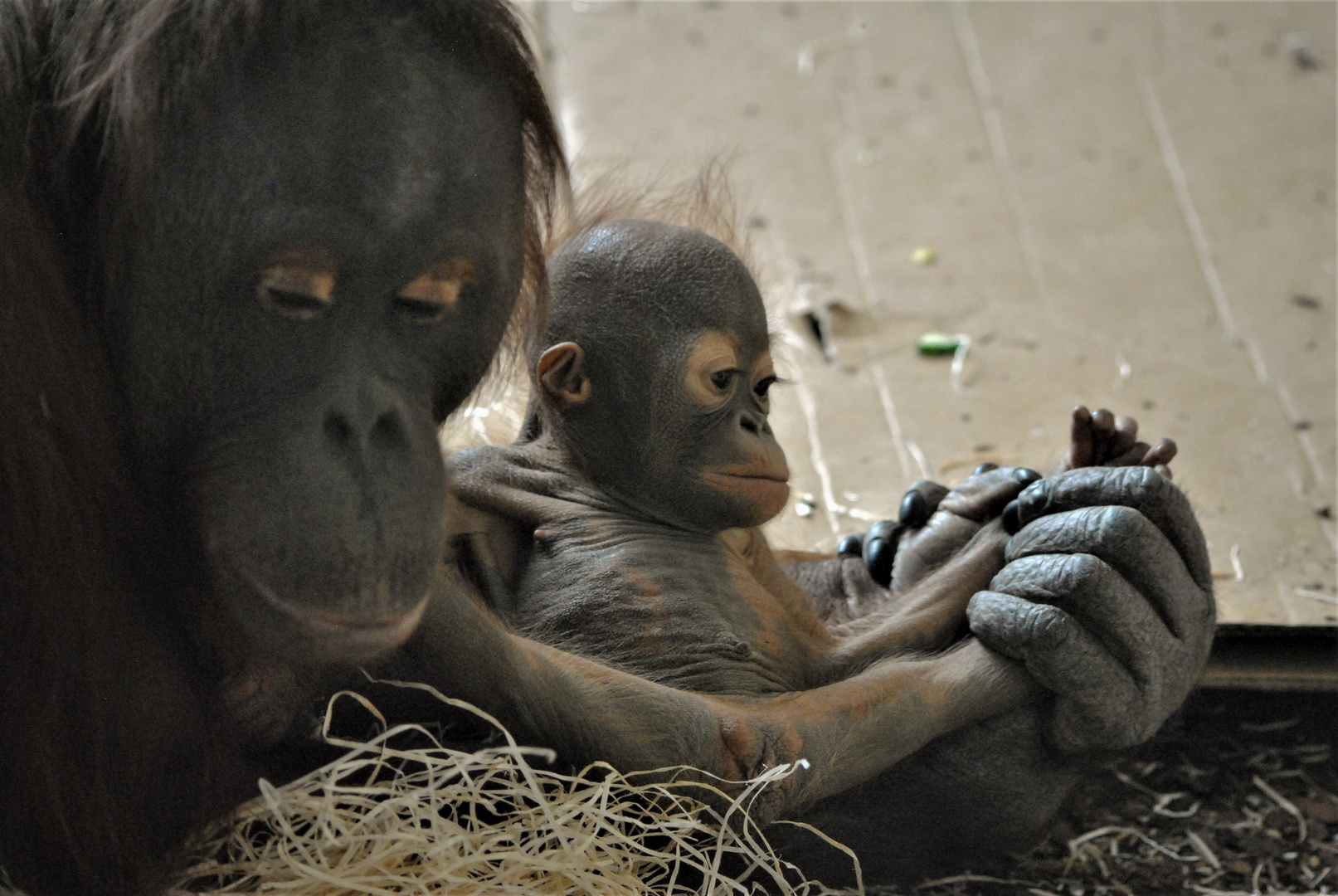 Mach mal Pause Foto &amp; Bild | tiere, zoo, wildpark &amp; falknerei ...