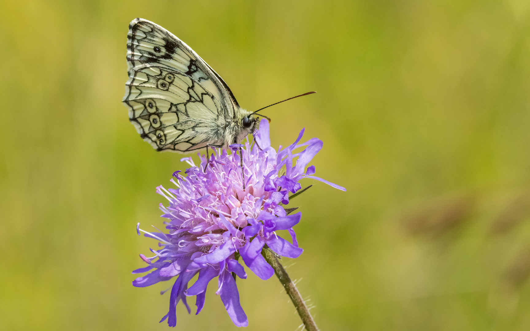 mach mal Pause... Foto &amp; Bild | tiere, wildlife, schmetterlinge Bilder ...