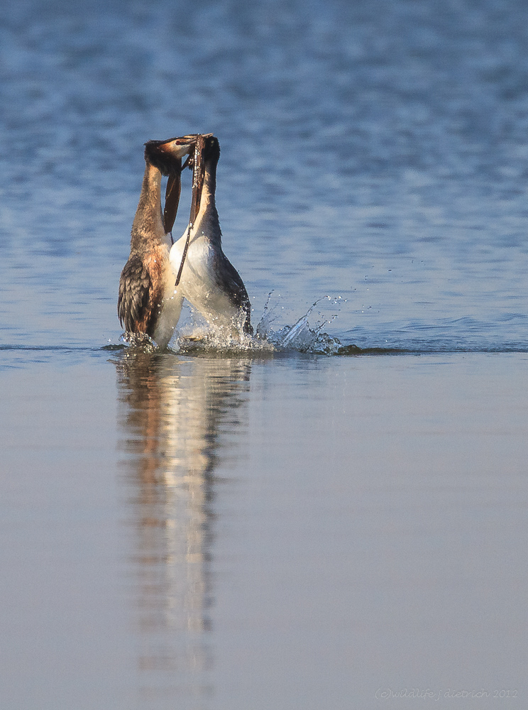 Mach mir den Pinguin...