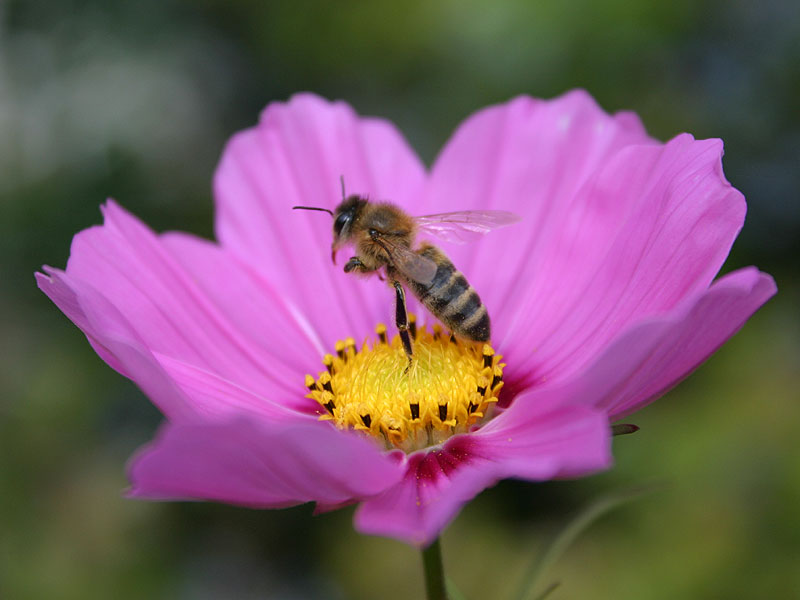 Mach 'nen Abflug, Bienchen!