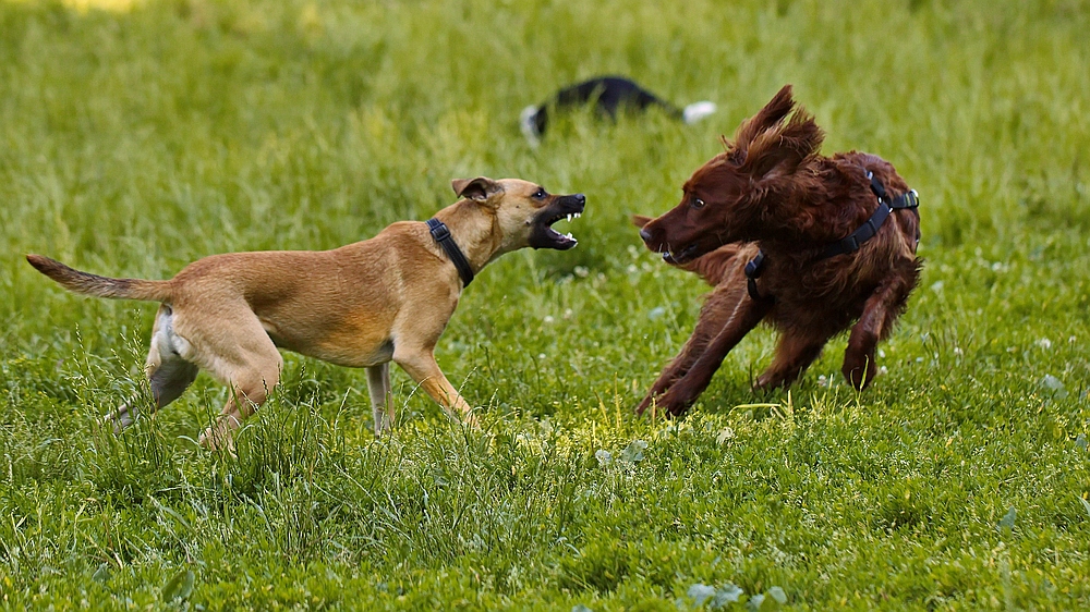 "Mach nich so'n Wind!"