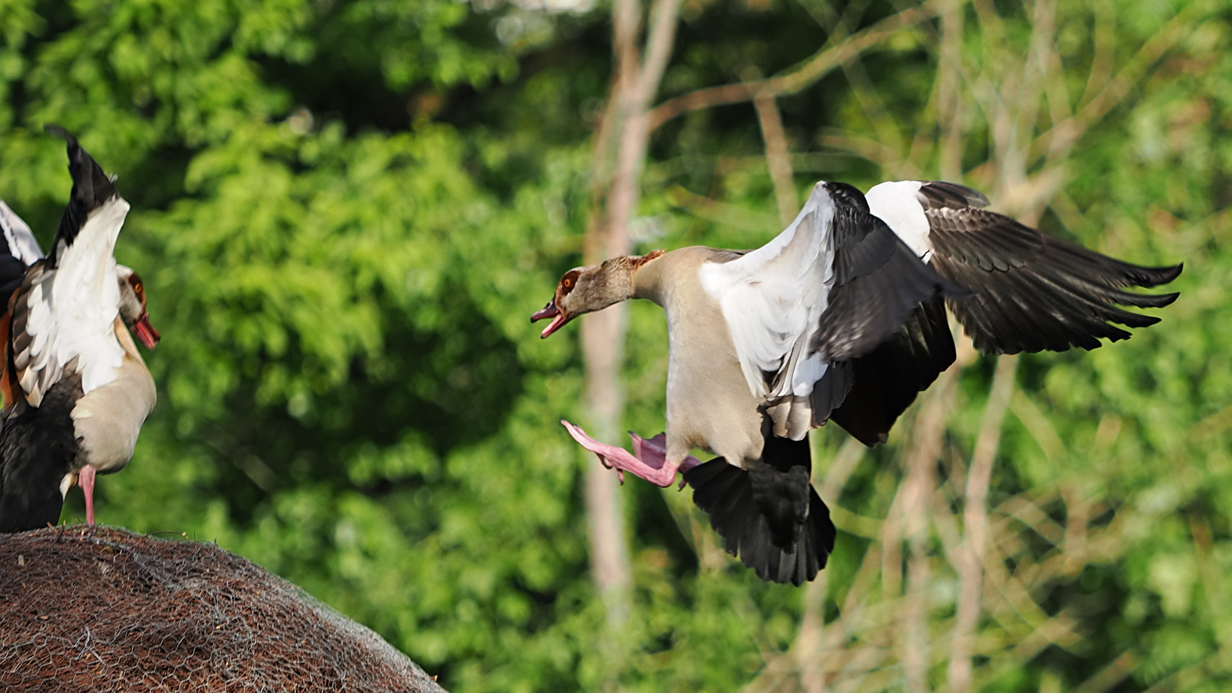 Mach Platz, Nilgans...