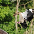 Mach Platz, Nilgans...