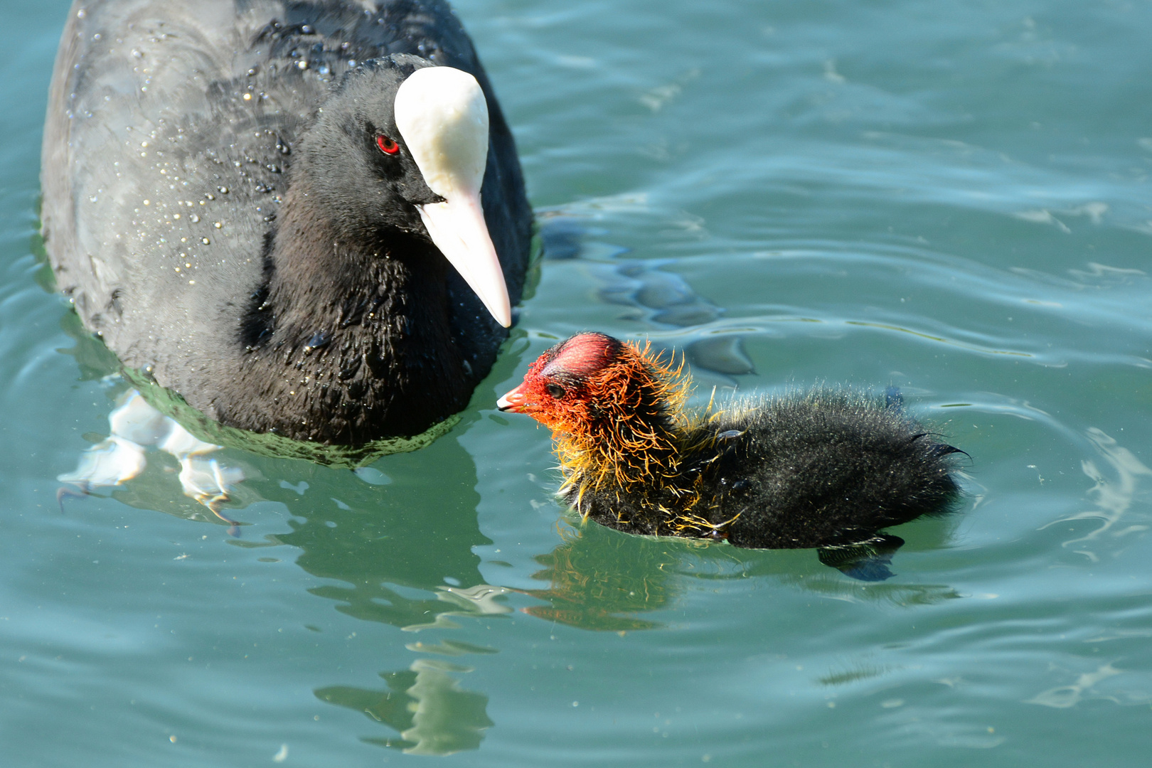 Mach schön was Mutti sagt, schwimm nicht allein soweit auf den See hinaus!!!