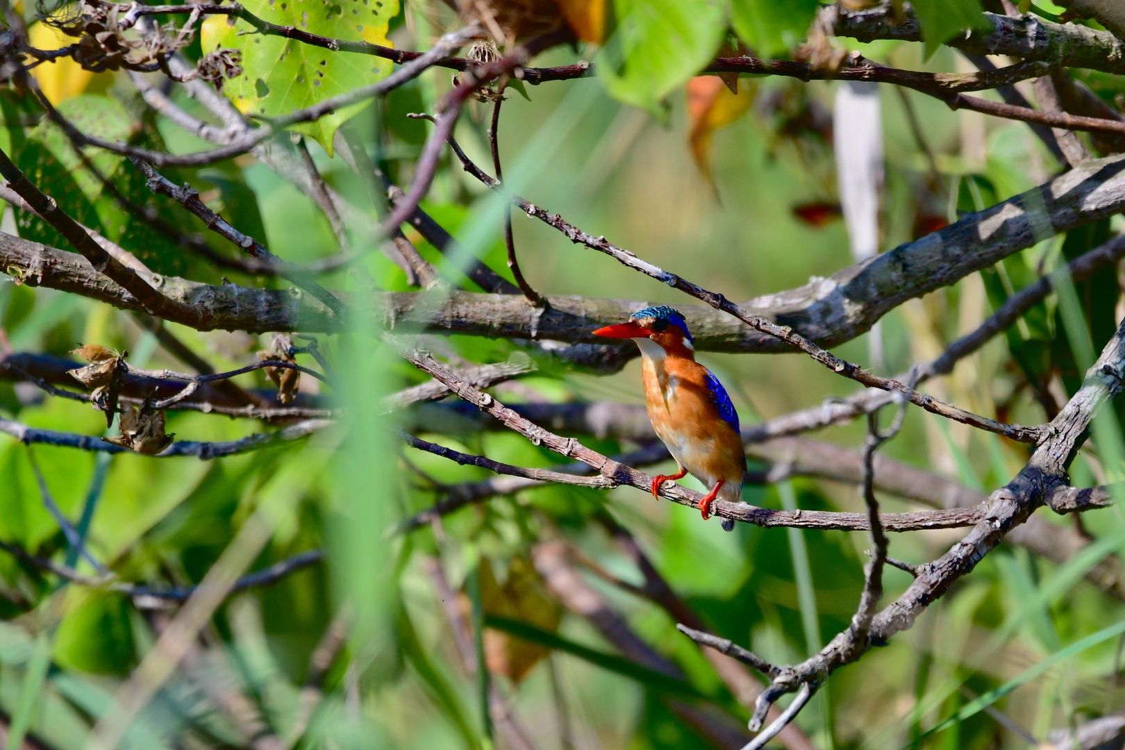 Machalite kingfisher