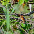 Machalite kingfisher