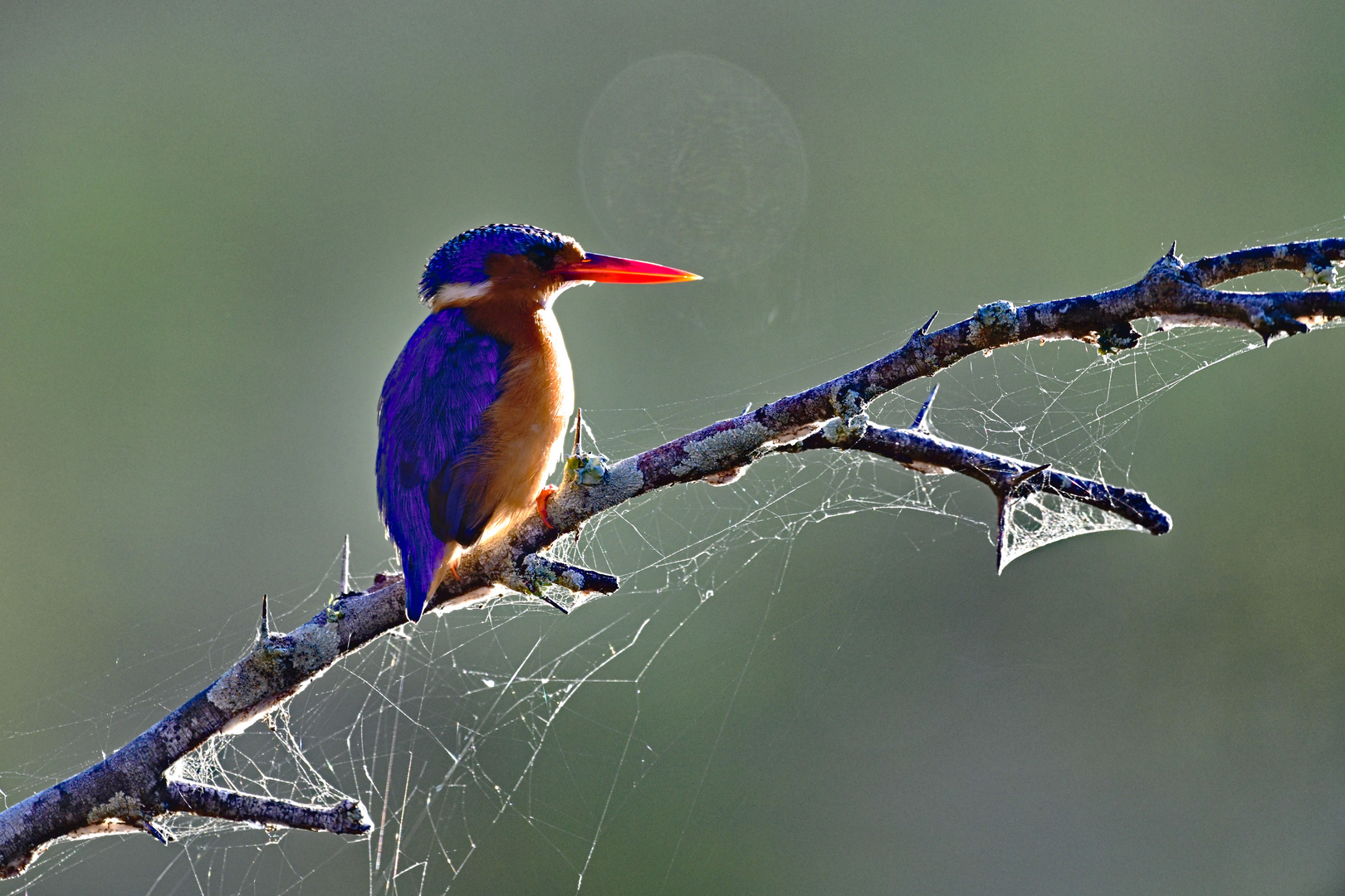 Machaliteisvogel 