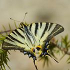 machaon