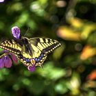 Machaon