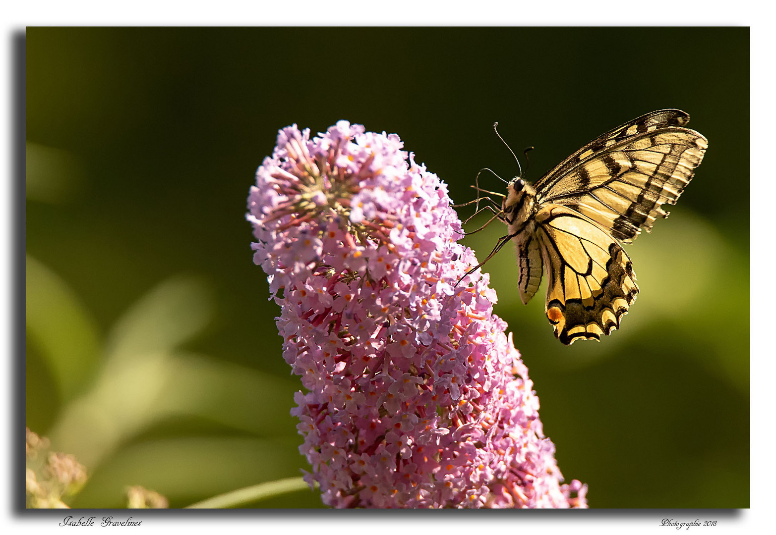 machaon  (1)