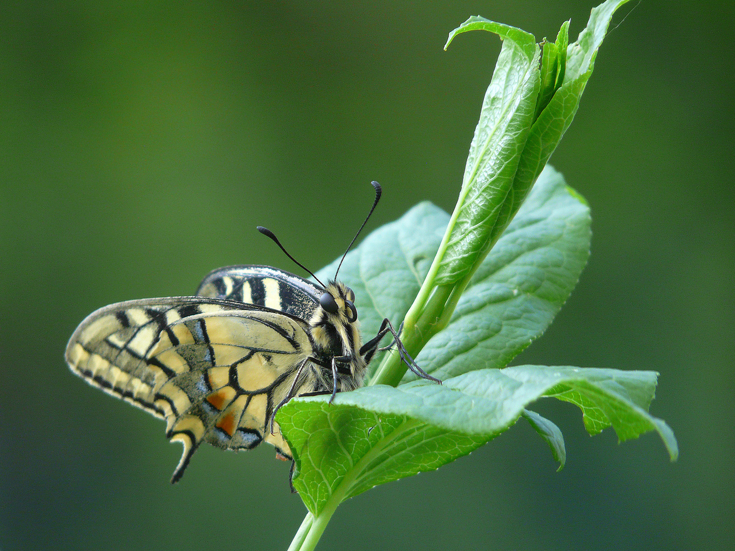 Machaon 1