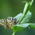 Machaon 1