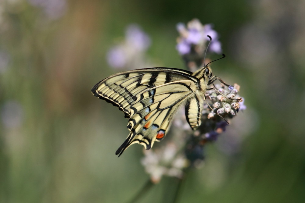 machaon