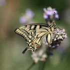 machaon