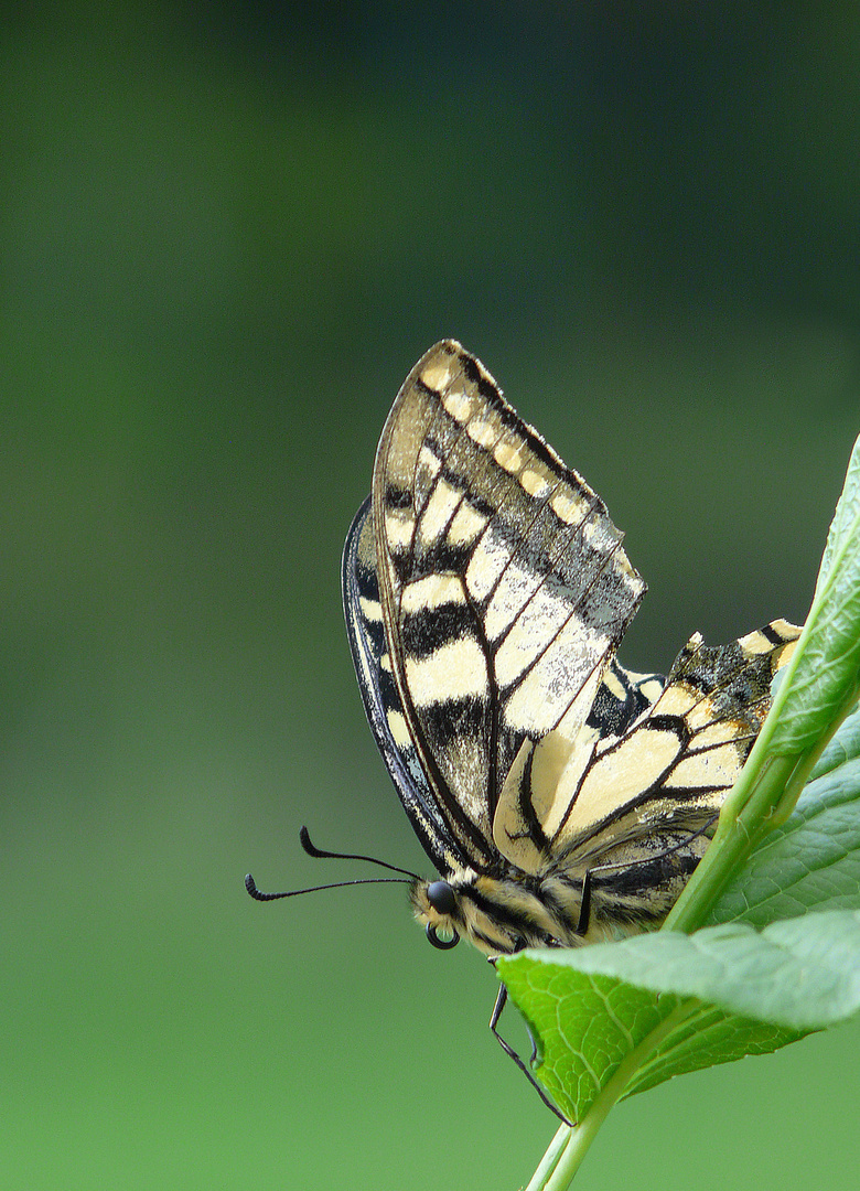 Machaon 2