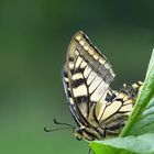 Machaon 2