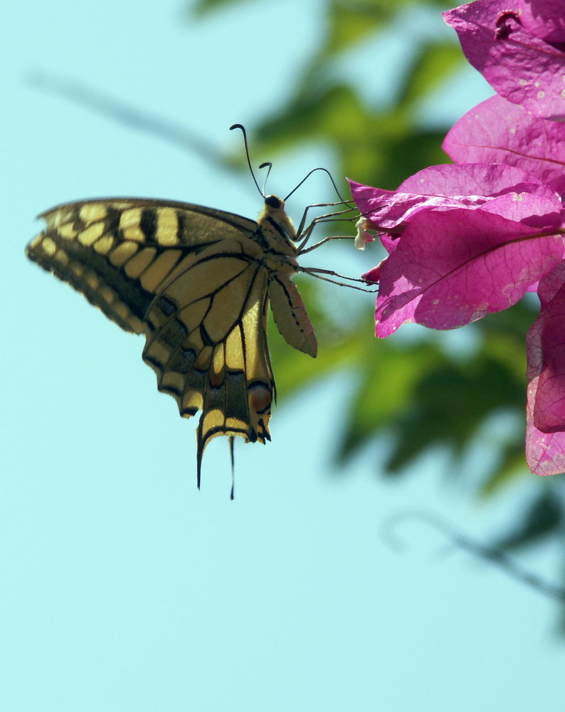 Machaon 2