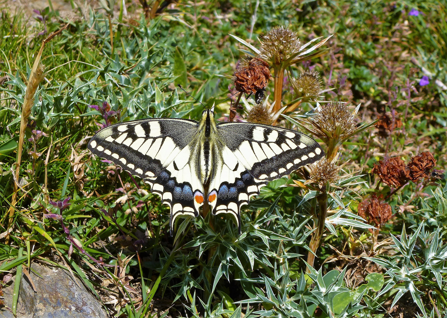 Machaon