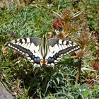 Machaon