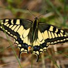 " Machaon "