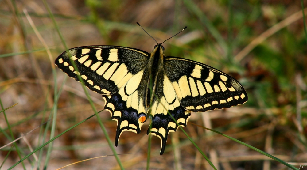 " Machaon "