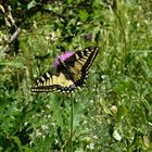 machaon